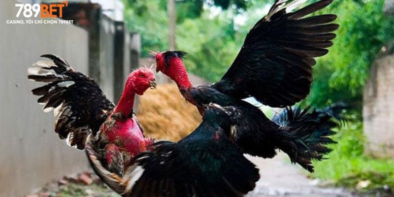 Đá Gà 789bet – Trải Nghiệm Trực Tiếp Full HD Uy Tín 100% - Ảnh 2