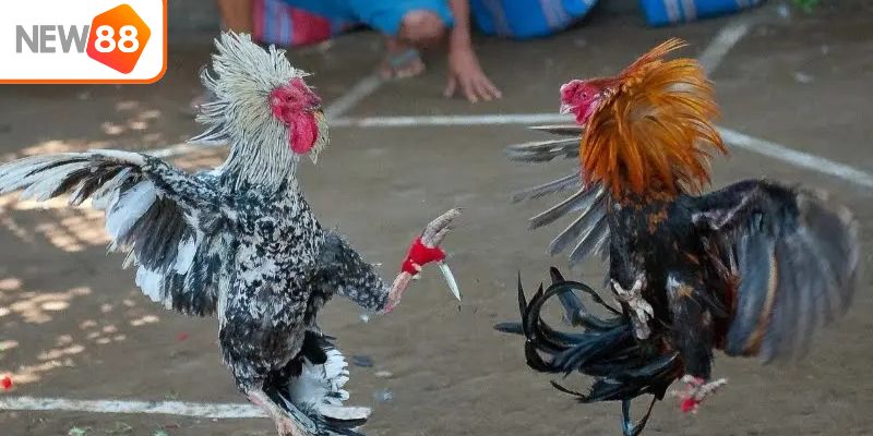 New88: Hướng Dẫn Cược Đá Gà Cựa Dao Cực Đỉnh Cho Người Mới - Ảnh 2
