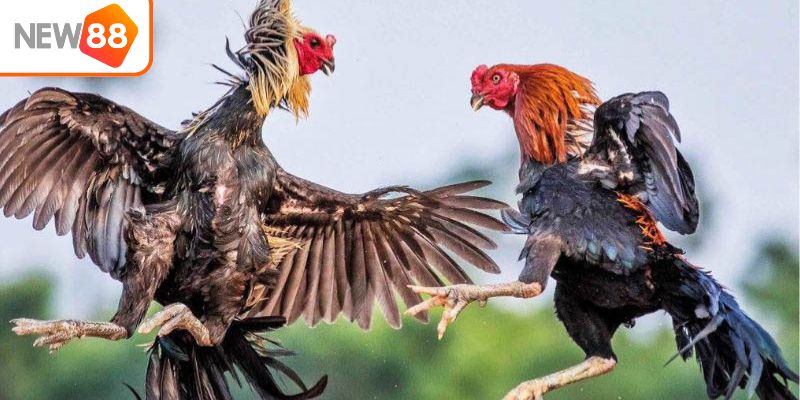 New88: Hướng Dẫn Cược Đá Gà Cựa Dao Cực Đỉnh Cho Người Mới - Ảnh 3