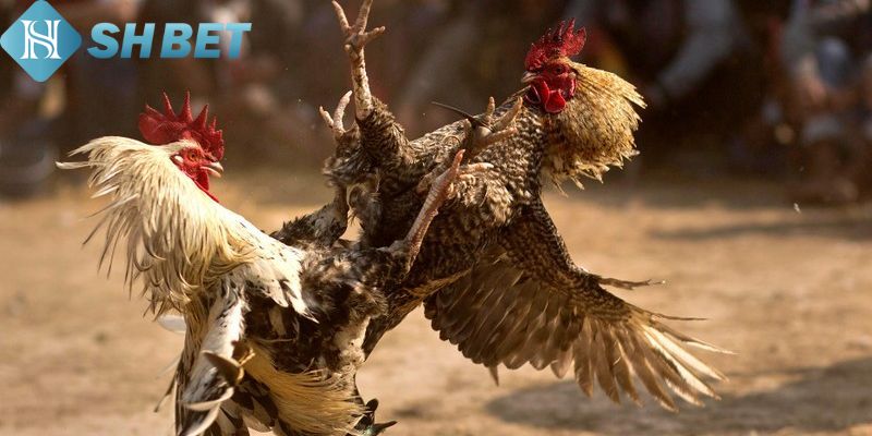 Đá Gà Thomo Shbet – Nơi Cung Cấp Những Trận Đấu Kịch Tính  - Ảnh 1