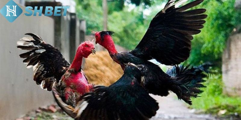 Đá Gà Thomo Shbet – Nơi Cung Cấp Những Trận Đấu Kịch Tính  - Ảnh 2