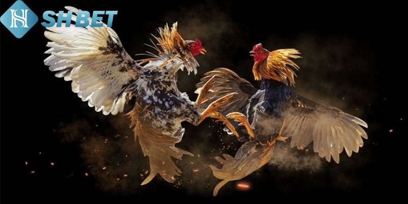 Đá Gà Thomo Shbet – Nơi Cung Cấp Những Trận Đấu Kịch Tính  - Ảnh 3