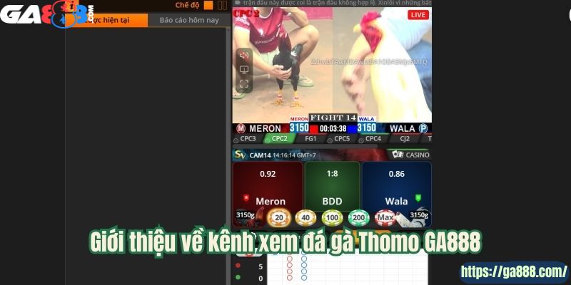 GA888 – Sân Chơi Đá Gà Cựa Dao Uy Tín, Chất Lượng Hàng Đầu - Ảnh 1