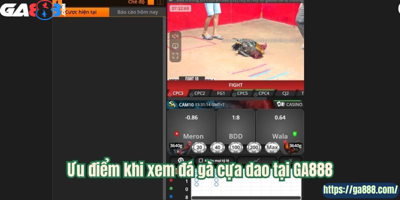 GA888 – Sân Chơi Đá Gà Cựa Dao Uy Tín, Chất Lượng Hàng Đầu - Ảnh 2