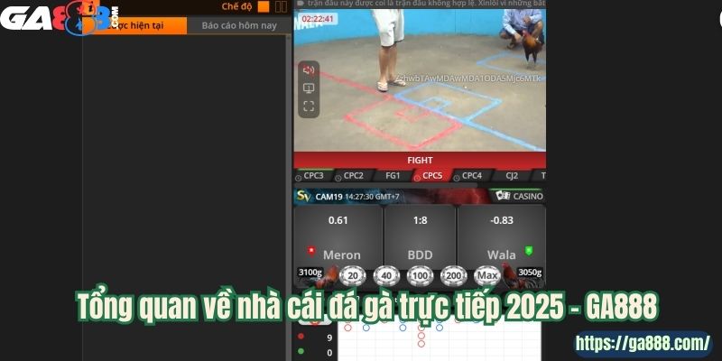 Đá Gà Trực Tiếp – Kênh Giải Trí Thú Vị Cho Tín Đồ Kê Chiến - Ảnh 1