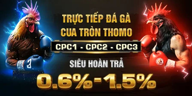 7 chiến thuật đá gà cựa dao Xoso66 giúp bạn thắng đậm từ trận đầu - Ảnh 2