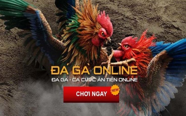 Tìm hiểu về các dòng gà đá thường xuất hiện trong cá cược 78WIN - Ảnh 2