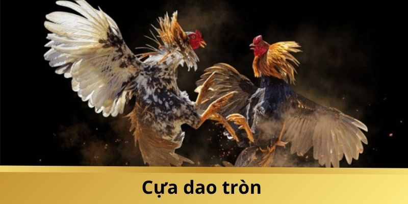 Kinh Nghiệm Chơi Đá Gà Vnsoxo Cựa Dao:  Thắng Lớn Cực Dễ - Ảnh 3