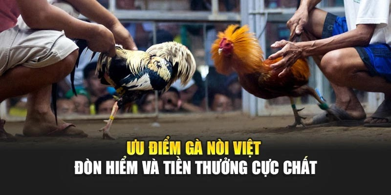 Ưu Điểm Gà Nòi Việt – Đòn Hiểm, Sức Bền Và Tiền Thưởng Cực Chất - Ảnh 1