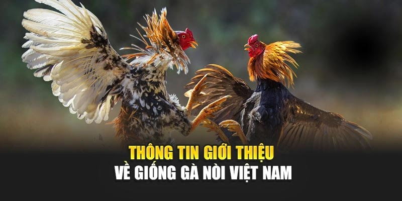 Ưu Điểm Gà Nòi Việt – Đòn Hiểm, Sức Bền Và Tiền Thưởng Cực Chất - Ảnh 2