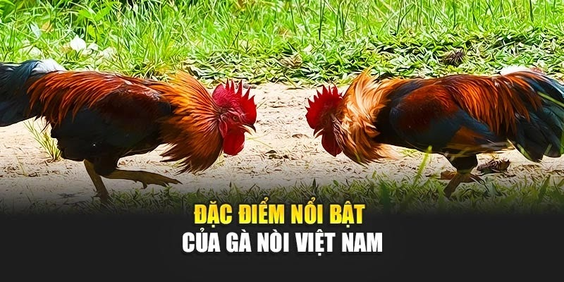 Ưu Điểm Gà Nòi Việt – Đòn Hiểm, Sức Bền Và Tiền Thưởng Cực Chất - Ảnh 3