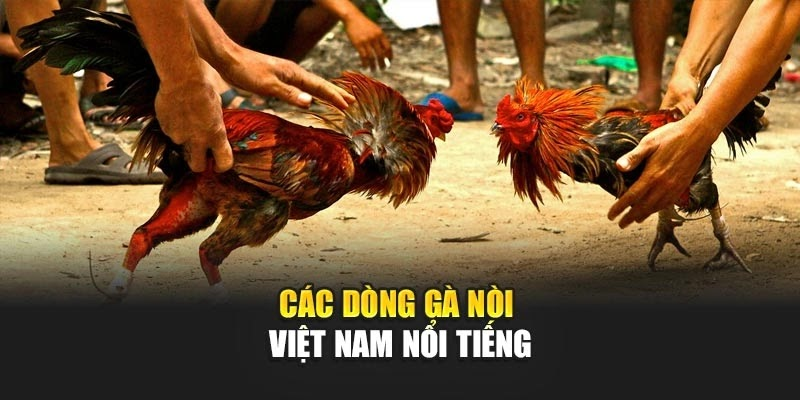 Ưu Điểm Gà Nòi Việt – Đòn Hiểm, Sức Bền Và Tiền Thưởng Cực Chất - Ảnh 5