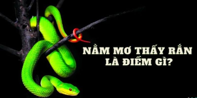 Mơ thấy rắn đánh con gì để tăng cơ hội thu tiền lời lớn? - Ảnh 2