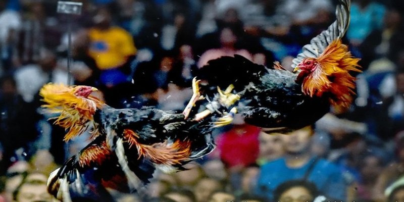 Cươc Đá Gà Thomo King88 - Chơi Nhiều Hình Thức Chọn Ngay!