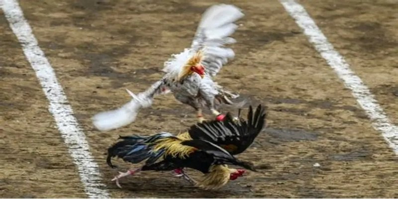 Cươc Đá Gà Thomo King88 - Chơi Nhiều Hình Thức Chọn Ngay! - Ảnh 3