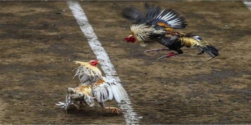 Cươc Đá Gà Thomo King88 - Chơi Nhiều Hình Thức Chọn Ngay! - Ảnh 4