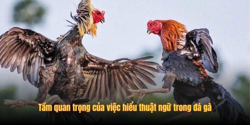 Thuật Ngữ Trong Đá Gà - Nắm Rõ Trước Khi Tham Gia SV388 - Ảnh 1