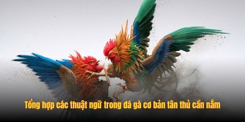Thuật Ngữ Trong Đá Gà - Nắm Rõ Trước Khi Tham Gia SV388 - Ảnh 2