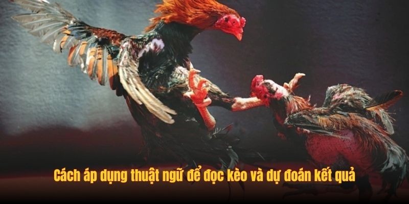 Thuật Ngữ Trong Đá Gà - Nắm Rõ Trước Khi Tham Gia SV388 - Ảnh 3