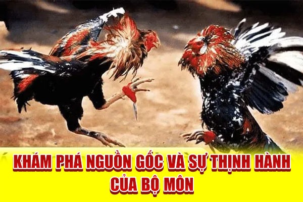 Đá Gà Cựa Dao - Môn Giải Trí Đẫm Lửa Của Dân Cá Cược Đam Mê