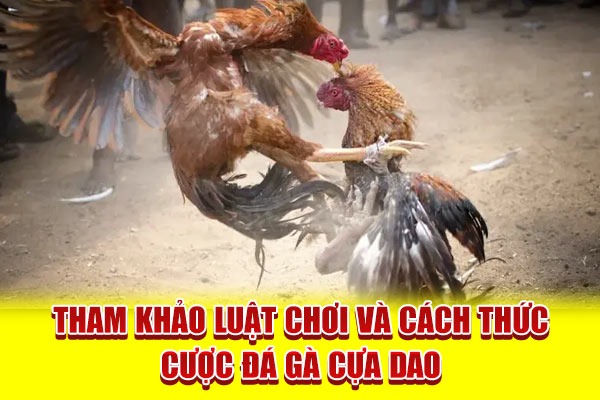 Đá Gà Cựa Dao - Môn Giải Trí Đẫm Lửa Của Dân Cá Cược Đam Mê - Ảnh 2
