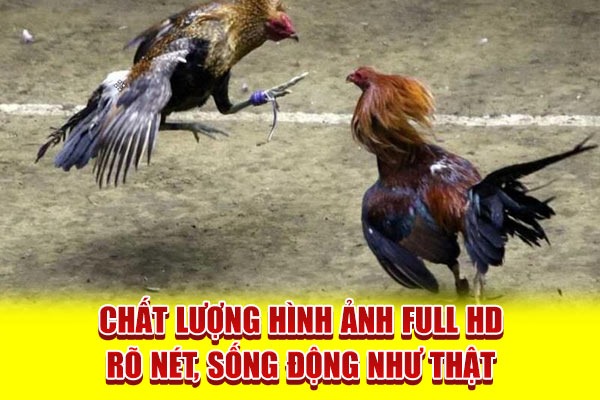 Đá Gà Cựa Dao - Môn Giải Trí Đẫm Lửa Của Dân Cá Cược Đam Mê - Ảnh 3