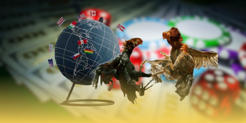 Đá Gà Cựa Tròn Khác Cựa Dao Ra Sao? So Sánh Chi Tiết Cho Người Mới