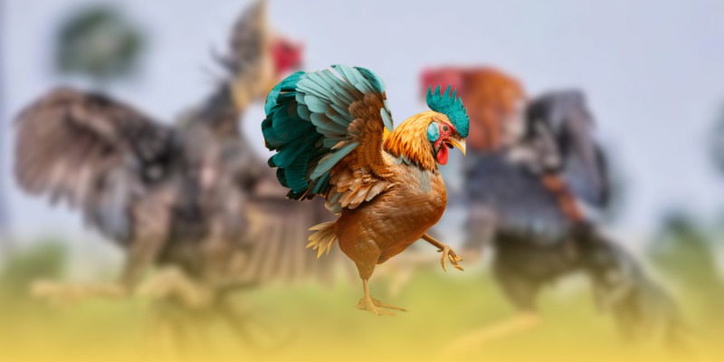 Đá Gà Cựa Tròn Khác Cựa Dao Ra Sao? So Sánh Chi Tiết Cho Người Mới - Ảnh 2