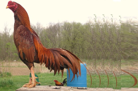 Gà Asil – Giống Chiến Kê Ấn Độ Huyền Thoại Và Sức Mạnh Làm Nên Danh Tiếng - Ảnh 2