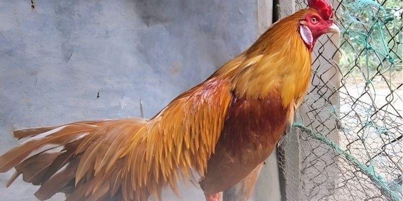 Phòng Bệnh Cho Gà Chọi Và Cẩm Nang Bảo Vệ Thực Thể Toàn Diện - Ảnh 3