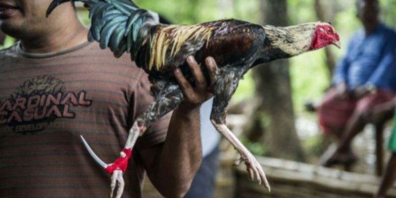 Khuyến Mãi Đá Gà - Cơ Hội Vàng Để Thắng Lớn Trong Thế Giới Đá Gà Sôi Động