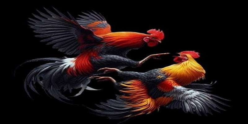 Kinh Nghiệm Chọn Gà Chiến Khi Cá Cược Đá Gà Từ Cao Thủ - Ảnh 3