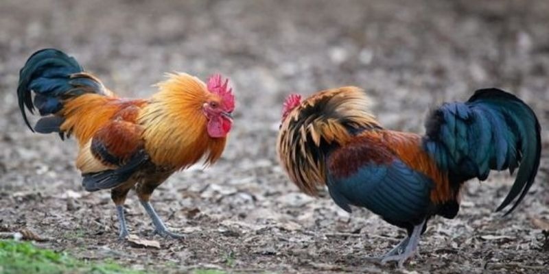 Thuật Ngữ Đá Gà - Giải Mã Kèo Đấu Chuẩn Dân Chuyên - Ảnh 2