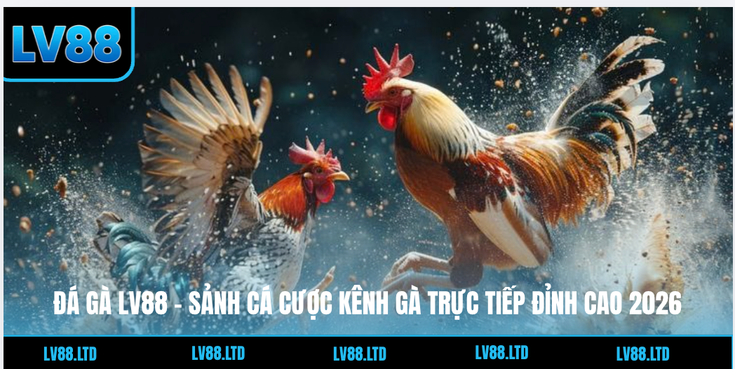 Đá Gà Lv88 - Sảnh Cá Cược Kênh Gà Trực Tiếp Đỉnh Cao 2026