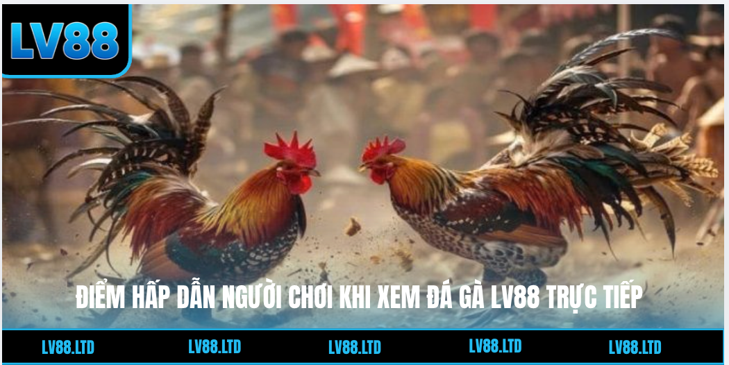 Đ&aacute; G&agrave; Lv88 - Sảnh C&aacute; Cược K&ecirc;nh G&agrave; Trực Tiếp Đỉnh Cao 2026 - Ảnh 2