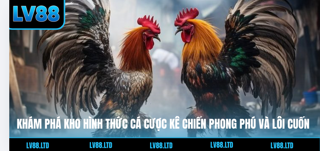 Đ&aacute; G&agrave; Lv88 - Sảnh C&aacute; Cược K&ecirc;nh G&agrave; Trực Tiếp Đỉnh Cao 2026 - Ảnh 3