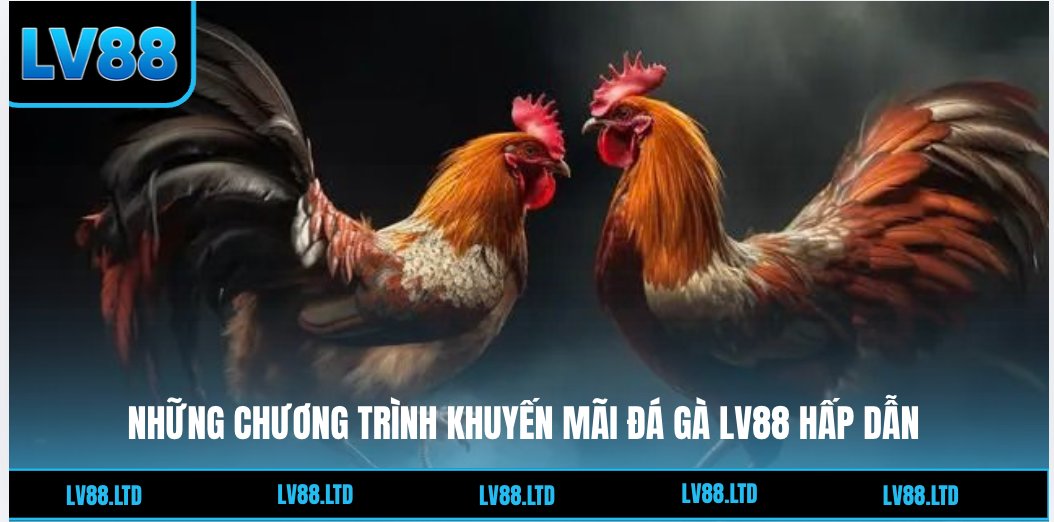 Đ&aacute; G&agrave; Lv88 - Sảnh C&aacute; Cược K&ecirc;nh G&agrave; Trực Tiếp Đỉnh Cao 2026 - Ảnh 4