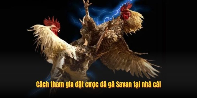 Đ&aacute; G&agrave; Savan C&oacute; G&igrave; Hấp Dẫn? C&aacute;ch Tham Gia Tại Typhu88 - Ảnh 3