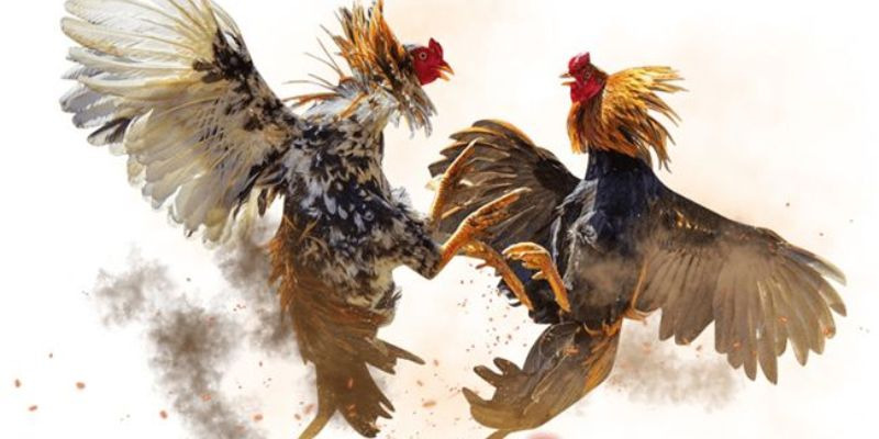 Cược Đ&aacute; G&agrave; &ndash; An To&agrave;n & Th&uacute; Vị D&agrave;nh Cho Người Chơi Mới - Ảnh 1