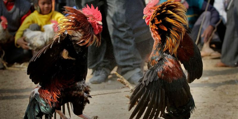 Cược Đ&aacute; G&agrave; &ndash; An To&agrave;n & Th&uacute; Vị D&agrave;nh Cho Người Chơi Mới - Ảnh 2