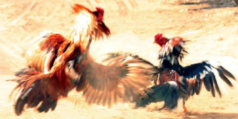 Cược Đ&aacute; G&agrave; &ndash; An To&agrave;n & Th&uacute; Vị D&agrave;nh Cho Người Chơi Mới - Ảnh 3