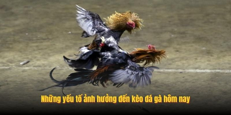 Kinh Nghiệm Đọc K&egrave;o Đ&aacute; G&agrave; H&ocirc;m Nay Hiệu Quả Tại Fb88 - Ảnh 1