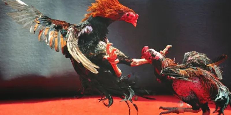 Trực Tiếp Đá Gà C1 Hôm Nay - Bắt Trọn Từng Cú Ra Đòn Đẹp Mắt