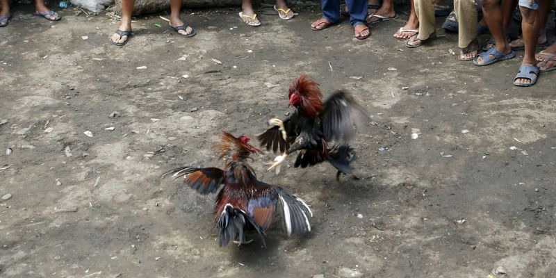 Đá Gà Philippines – Trải Nghiệm Cá Cược Đỉnh Cao Nhất 2026