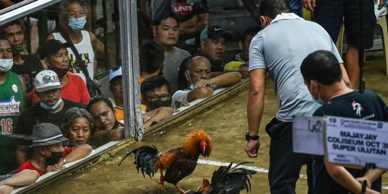 Đ&aacute; G&agrave; Philippines &ndash; Trải Nghiệm C&aacute; Cược Đỉnh Cao Nhất 2026 - Ảnh 3