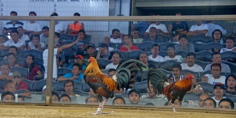 Đ&aacute; G&agrave; Philippines &ndash; Trải Nghiệm C&aacute; Cược Đỉnh Cao Nhất 2026 - Ảnh 4