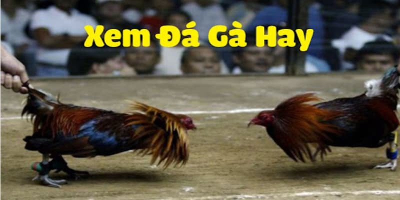 Uk88.Kids - Sân Chơi Đá Gà Đỉnh Cao Nhất Năm 2024 - Ảnh 4