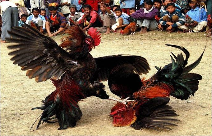 Đá Gà Oxbet - Sân Chơi Cá Cược Trực Tuyến Đỉnh Cao Nhất 2024 - Ảnh 3