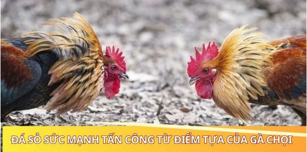 Những Đòn Đá Hiểm Của Gà Chọi - Phá Vỡ Mọi Phòng Thủ - Ảnh 1