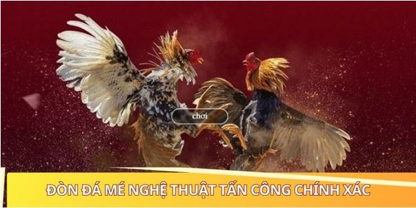 Những Đòn Đá Hiểm Của Gà Chọi - Phá Vỡ Mọi Phòng Thủ - Ảnh 2